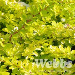 Berberis thunbergii 'Glowing Embers'