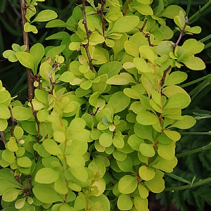 Berberis thunbergii 'Maria'