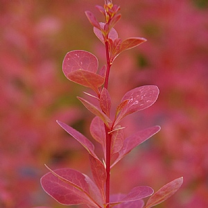 Berberis thunbergii 'Chiquita'