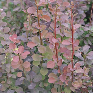 Berberis thunbergii 'Chocolate Summer'