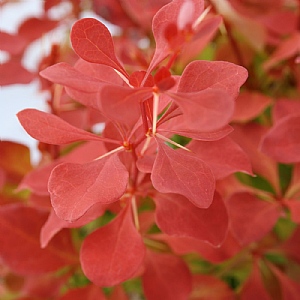 Berberis thunbergii 'Desperados'