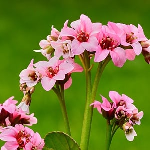 Bergenia 'Dragonfly Sakura'