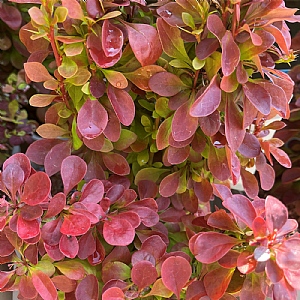 Berberis thunbergii 'Florence'
