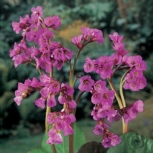 Bergenia 'Eroica'