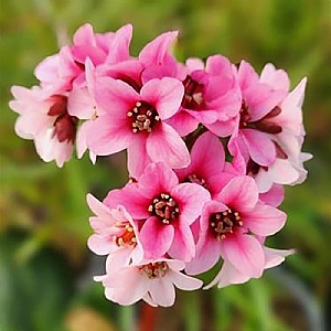 Bergenia 'Flirt'