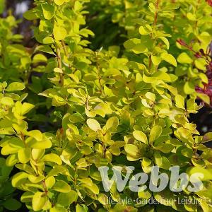 Berberis thunbergii 'Golden Tower'