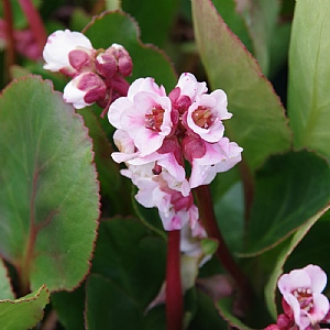Bergenia 'Harzkristall'