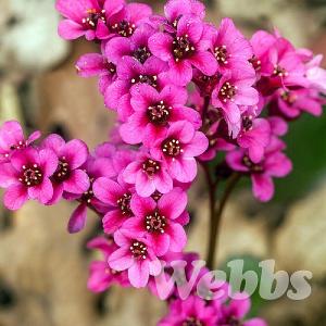 Bergenia 'Pink Dragonfly'