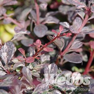 Berberis thunbergii 'Pink Queen'