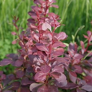 Berberis thunbergii 'Red Pillar' 