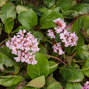 Bergenia 'Rosi Klose'
