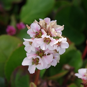 Bergenia 'Schneekristall'