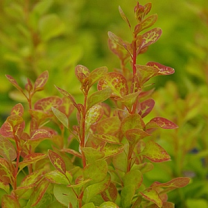 Berberis thunbergii 'Summer Sunset'
