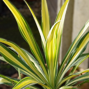 Beschorneria yuccoides 'Flamingo Glow'