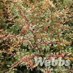 Berberis thunbergii 'Starburst'