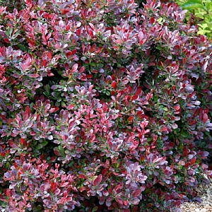 Berberis thunbergii 'Atropurpurea Nana'