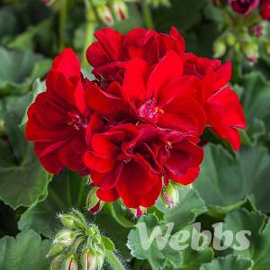 Geranium 'Calliope Burgundy'