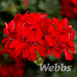 Geranium 'Calliope Cascade Red'