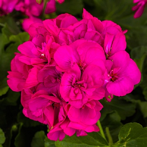 Geranium 'Calliope Deep Rose'