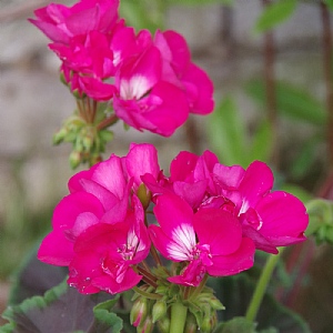 Geranium 'Calliope Hot Pink'