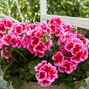 Geranium 'Calliope Landscape Rose Splash'