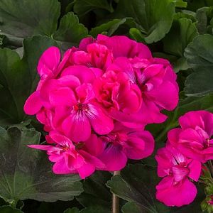 Geranium Calliope 'Pink'