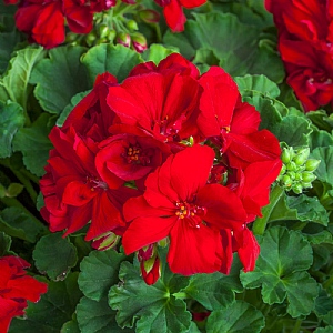 Geranium Calliope 'Red'