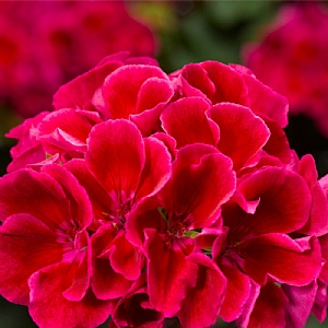 Geranium 'Calliope Red Splash'