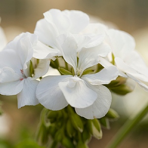 Geranium 'Calliope White'
