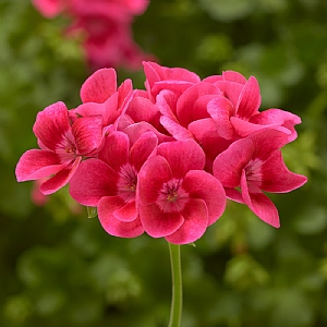 Geranium Calliope 'Pretty Little Pink Splash'