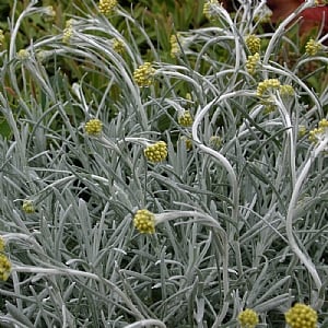 Helichrysum 'White Wonder'