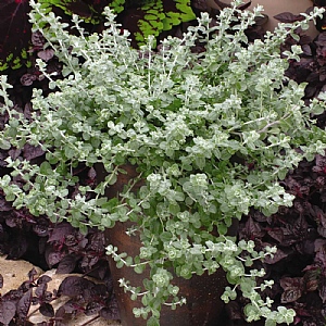 Helichrysum 'Silver Mist'