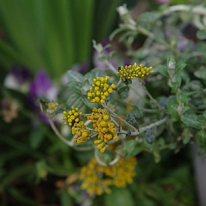 Helichrysum 'Silver Moon'