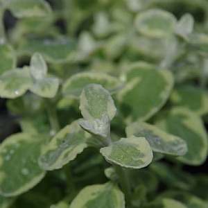 Helichrysum petiolare 'Variegatum'