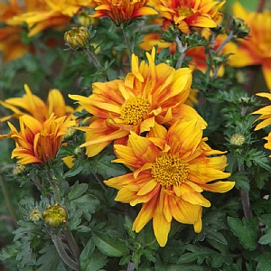 Bidens ferulifolia 'Bee Happy Double Orange'