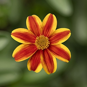 Bidens 'Brazen Samurai'