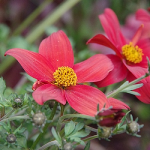 Bidens Campfire 'Flame'