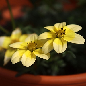 Bidens 'Dorado Lemoncello'