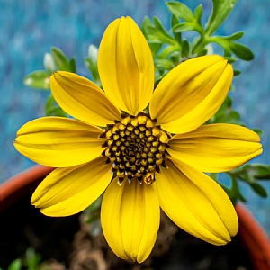 Bidens 'Golden Eye'