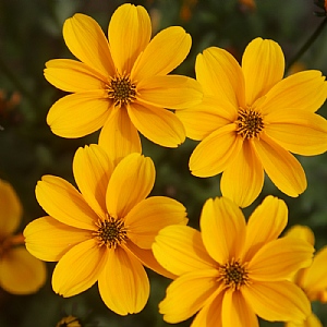 Bidens 'Golden Empire'