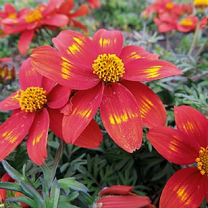 Bidens 'Taka Tuka' - Red Yellow Star