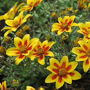 Bidens 'Taka Tuka' - Yellow Red Star