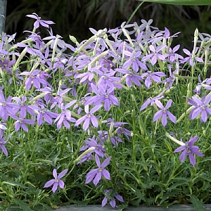 Laurentia 'Astro Blue'