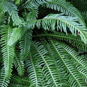 Blechnum Spicant