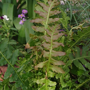 Blechnum brasiliense 'Volcano'