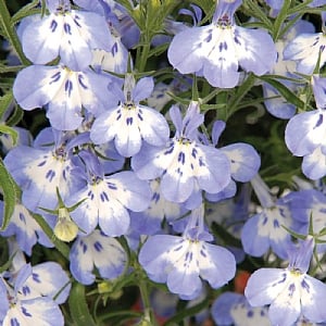Lobelia 'Hot Tiger'