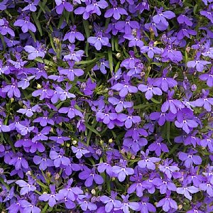 Lobelia 'Infinity Blue'