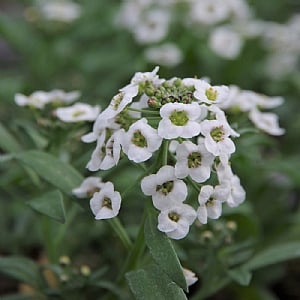 Lobularia 'Stream Snow'