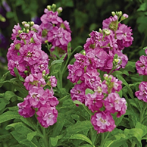 Matthiola 'Hotcakes Pink'