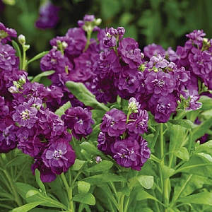 Matthiola 'Hotcakes Purple'